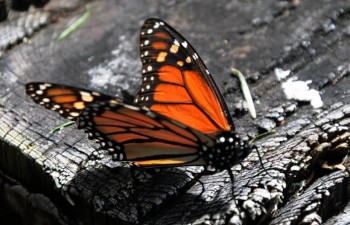 Mariposa Monarca