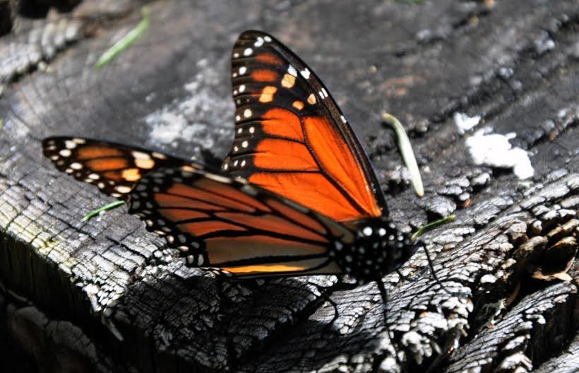 Mariposa Monarca