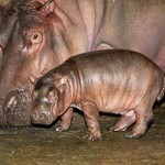 Presentó Líder del PRD  denuncia en Contraloría contra director del Zoológico de Morelia