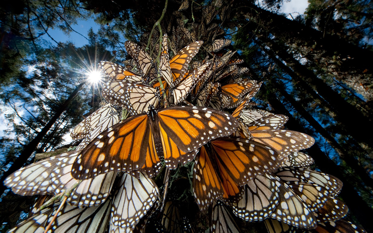 Santuario de la Mariposa Monarca Michoacán