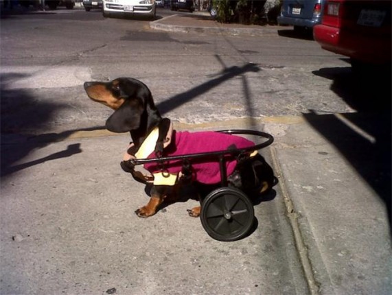 Silla para perros