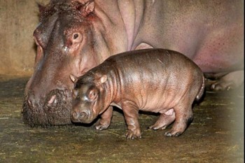 hipopotamo bebe mama