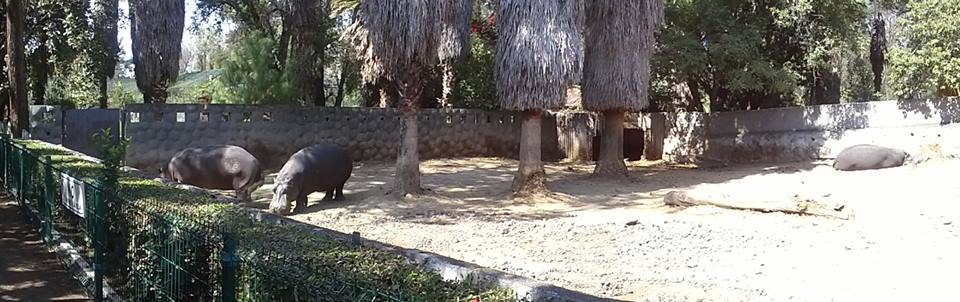 hipopotamos zoo morelia