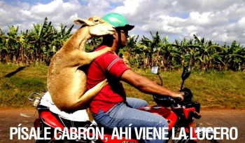 meme Lucero