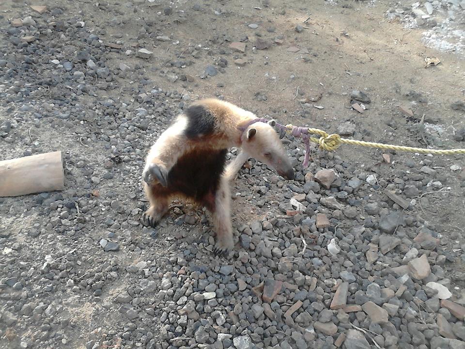 osos hormiguero michoacán encadenado 2