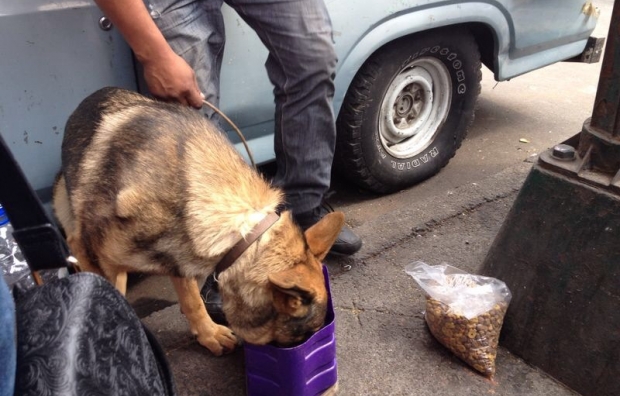 perrito abandonado en camioneta en México
