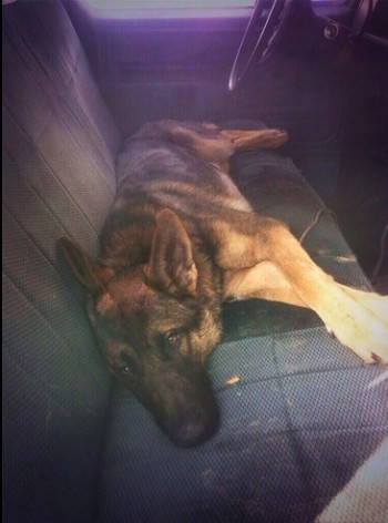 perrito abandonado en camioneta en México