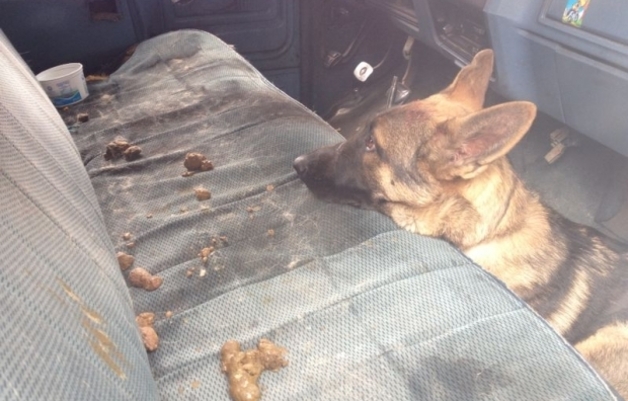 perrito abandonado en camioneta en México