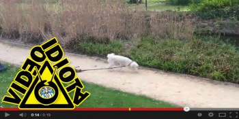 video idiota el perro paseando al perro