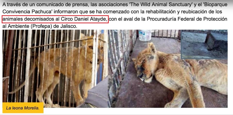 zoo Morelia circo daniel atayde antecedentes