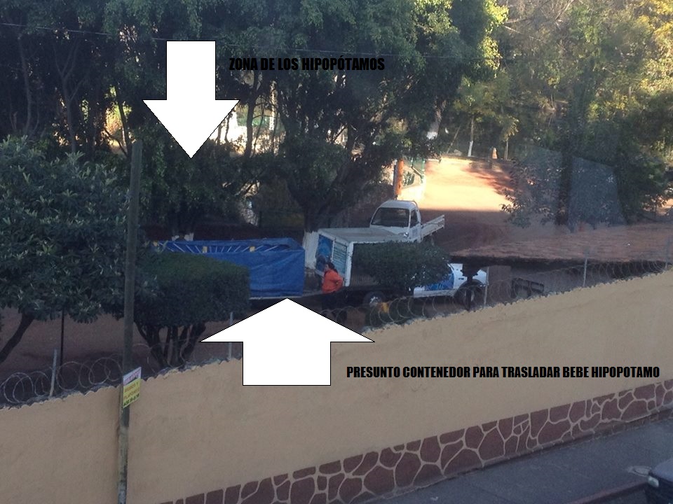 zoo de morelia hipopotamo bebe circo atayde 2