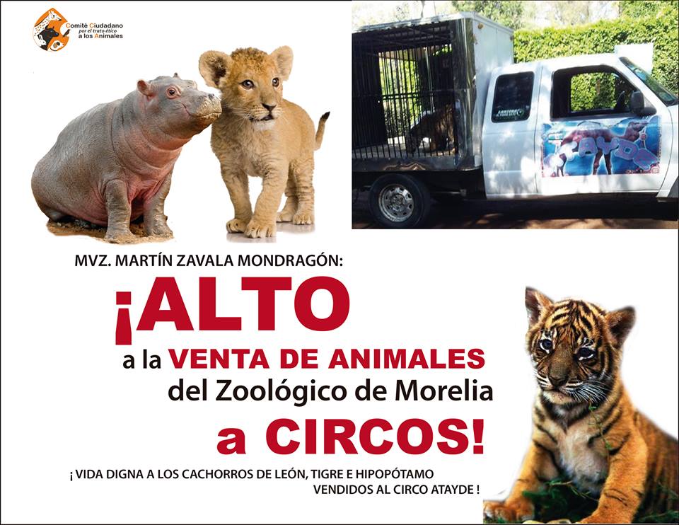 zoo morelia animales venta cachorros