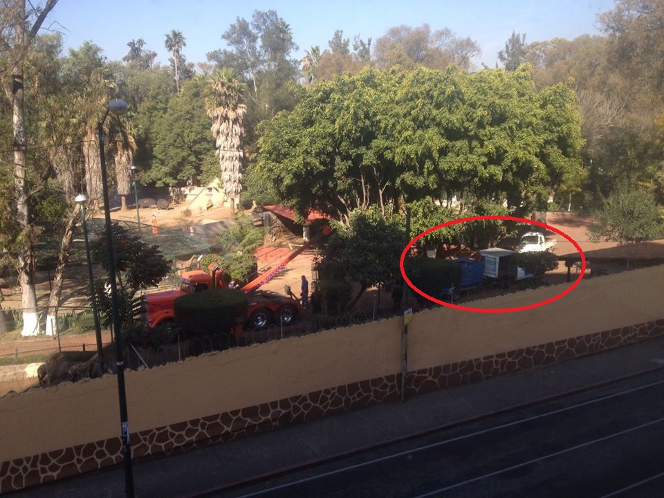 zoo morelia hipopotamo bebe trasladado