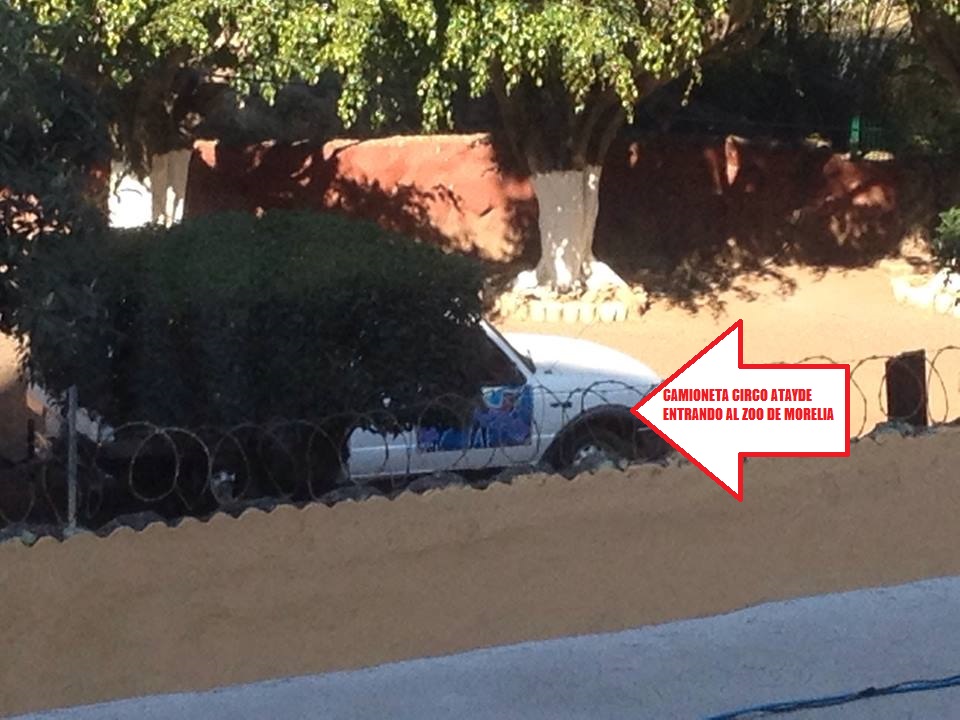 zoologico morelia hipopotamo bebe circo atayde