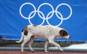 Activistas rescatan perros callejeros en los juegos  de Sochi 2014