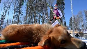 Activistas rescatan perros callejeros en los juegos  de Sochi 2014