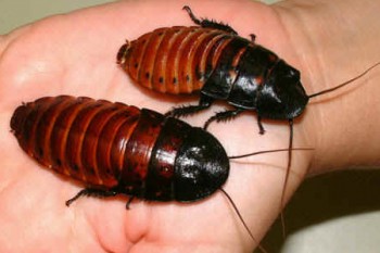 Cucarachas de Madagascar el nuevo ejército de Japón 