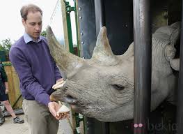 El príncipe Harry polémica foto por matar a un Búfalo en el 2004 1