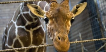 Marius jirafa de zoo de Copenhague
