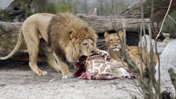 Marius jirafa de zoo de Copenhague comida por leones