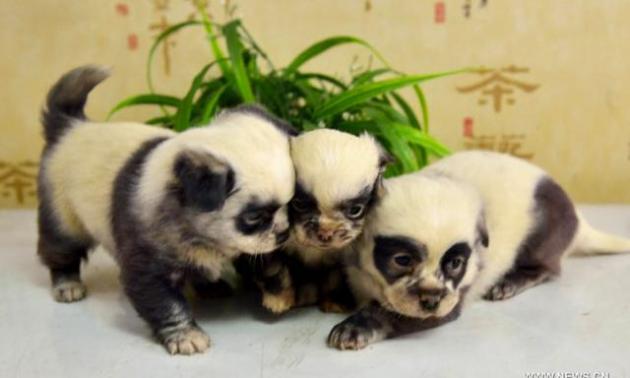Perritos panda
