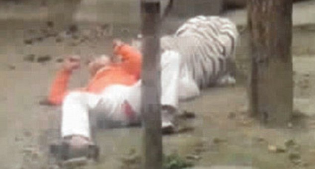chino tigres loco