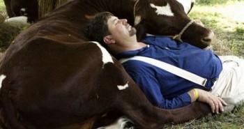 dormido vaca