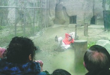 hombre se ofrece como alimento para tigres
