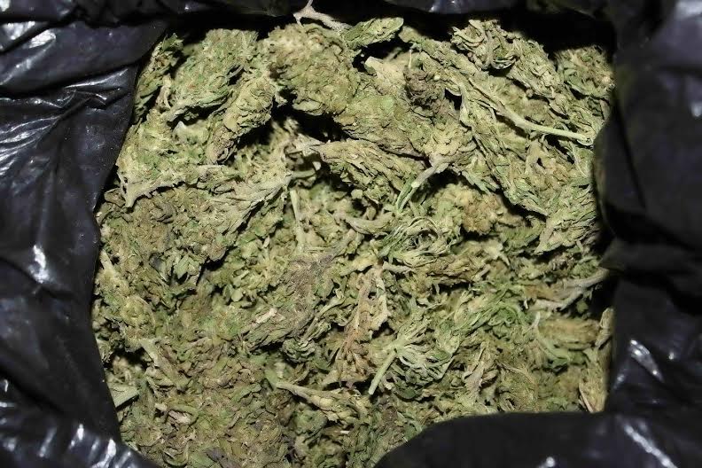 marihuana decomisada