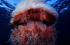 Encuentran una medusa con una gruesa masa viscosa que mide 1.5 metros de diámetro por una familia que se encontraba en la isla de Tasmania. De acuerdo a la bióloga Lisa Gershwin, este animal tiene parentesco con la medusa de león que alcanzan dos metros de diámetro . Gershwin conocemos a esta especie, pero aún no está clasificada, expresó también que científicos desde hace varias semanas observan proliferación de medusas grandes en las aguas de Tasmania, Australia.