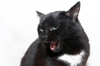 mordida gato