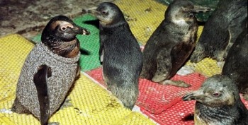Tejen suéteres para proteger a los pingüinos de residuos tóxicos 