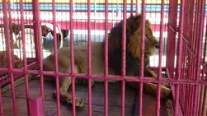 animales decomisados circo yucatán león
