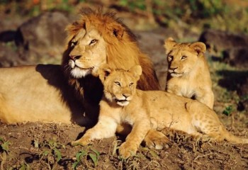 leones