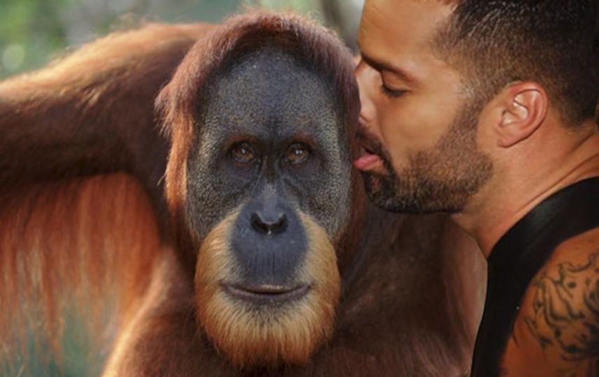 meme ricky martin y jennifer lopez