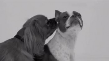 parodia del primer beso en perros