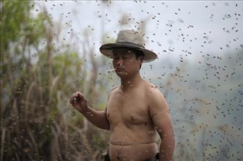 Ping es un apicultor chino  y cubre su cuerpo con más de 460 mil abejas s