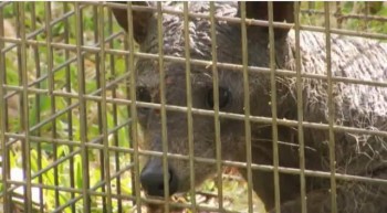 chupacabras encontrado en texas