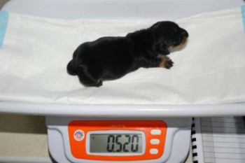 mini winnie perro clon