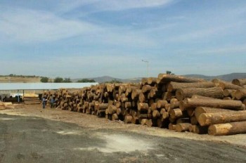 madera ilegal