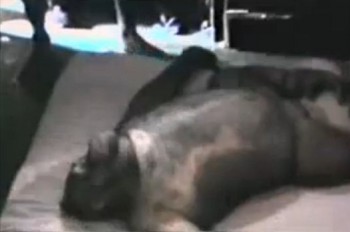 Así era sometida Pony según un video confiscado