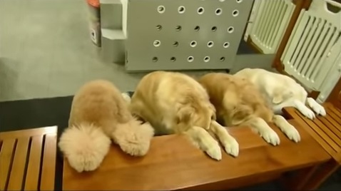perritos rezan antes de comer