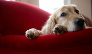 perro en casa