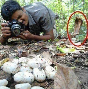 Fotos de serpiente cobra