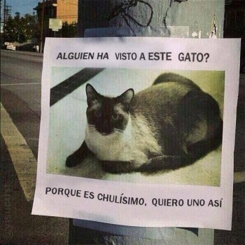 Han visto este gato