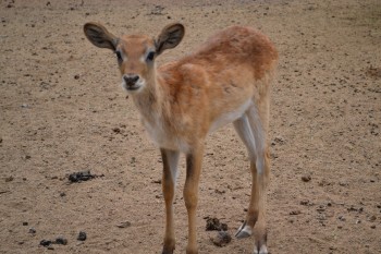 antílope Lechwe (2)