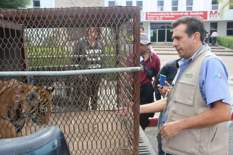 bebé tigre asegurado por la PGJE Morelia PROFEPA