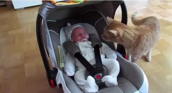 gatito reacciona al ver a un bebe