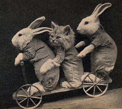 gato-conejos-bici (2)