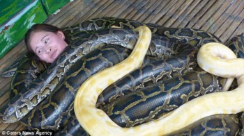 Ofrecen masajes con serpientes en un zoo de Filipinas